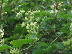 Philadelphus tenuifolius