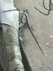 Eutropis longicaudata