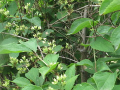 Philadelphus tenuifolius