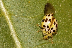 Psyllobora variegata