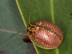 Paropsisterna decolorata