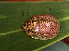 Paropsisterna decolorata