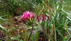 Anthyllis vulneraria rubriflora