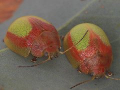 Paropsisterna pictipes