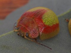 Paropsisterna pictipes