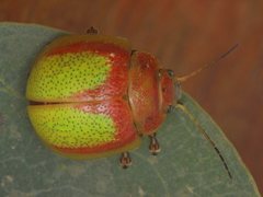 Paropsisterna pictipes