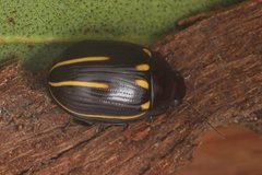 Paropsisterna lineata