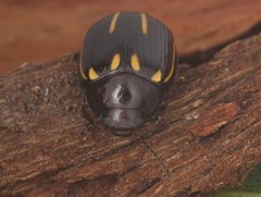 Paropsisterna lineata