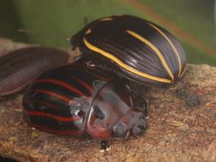 Paropsisterna lineata