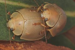 Paropsisterna crocata