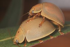 Paropsisterna crocata