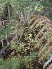 Phyllocladus trichomanoides