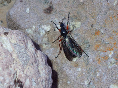 Bibio xanthopus