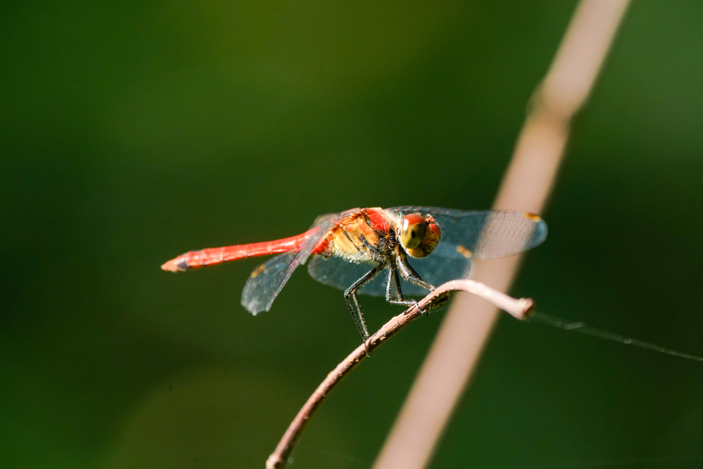 Sympetrum darwinianum