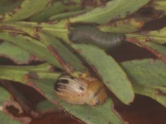 Peltoschema perplexum