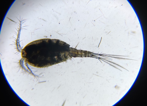 Representative image of Megacyclops