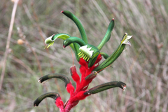 Anigozanthos manglesii