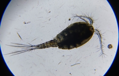 Megacyclops gigas