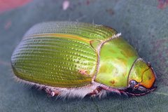 Xylonichus eucalypti