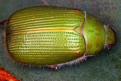 Xylonichus eucalypti