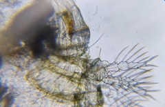 Megacyclops gigas