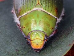 Xylonichus eucalypti