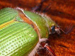 Xylonichus eucalypti