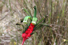 Anigozanthos manglesii