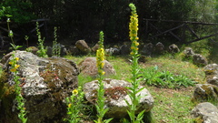 Verbascum creticum