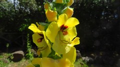 Verbascum creticum