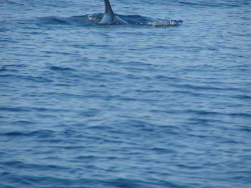 Atlantic White-sided Dolphin photographed in New Hampshire