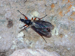 Bibio xanthopus