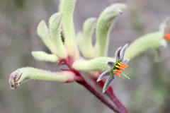 Anigozanthos flavidus