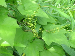 Dioscorea nipponica