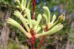 Anigozanthos flavidus
