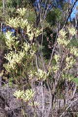 Anigozanthos flavidus