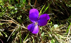 Viola corsica