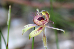 Caladenia discoidea