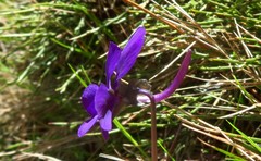 Viola corsica