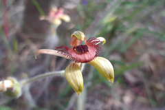 Caladenia discoidea