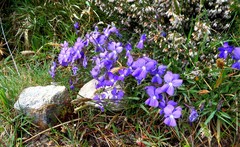 Viola corsica