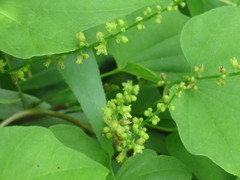 Dioscorea nipponica