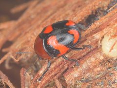 Ditropidus pulchellus