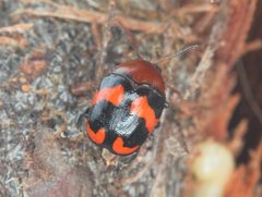 Ditropidus pulchellus