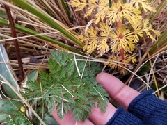 Anisotome haastii
