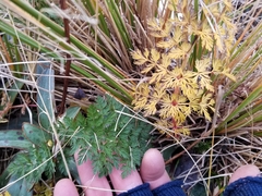 Anisotome haastii