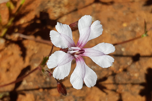 How to identify Goodenia rosea (S.Moore) K.A.Sheph.