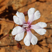 Goodenia rosea - Photo (c) Ray Turnbull,  זכויות יוצרים חלקיות (CC BY-NC), הועלה על ידי Ray Turnbull