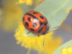 Peltoschema basicolle