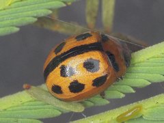 Peltoschema basicolle